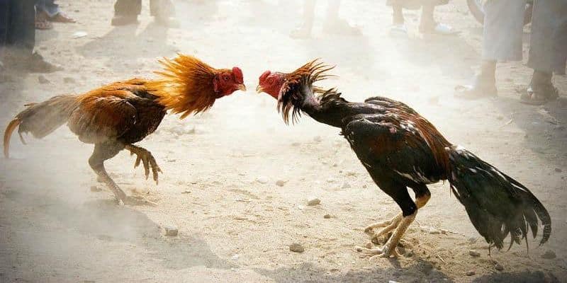 Thế nào là cá cược đá gà mạng Thế nào là cá cược đá gà mạng